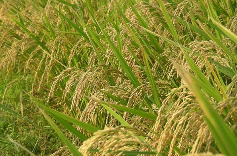 Centre restores rice procurement operations in Telangana