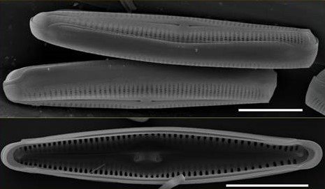 A new freshwater diatom genus discovered from Eastern and Western Ghats